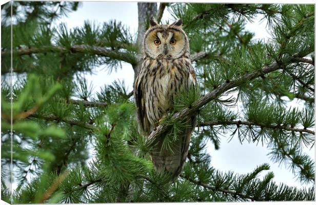 Long Eared Owl, perched on a branch Canvas Print by Russell Finney