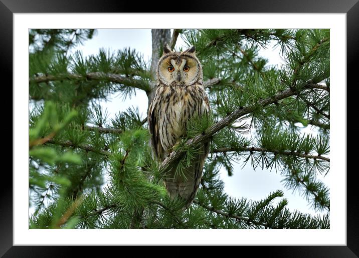 Long Eared Owl, perched on a branch Framed Mounted Print by Russell Finney