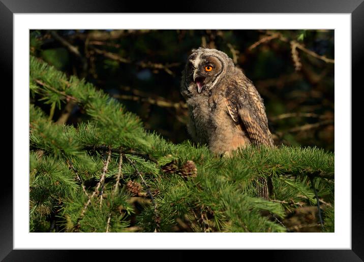 Young Long Eared Owl, perched on a branch Framed Mounted Print by Russell Finney