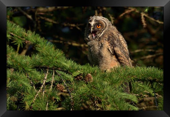 Young Long Eared Owl, perched on a branch Framed Print by Russell Finney