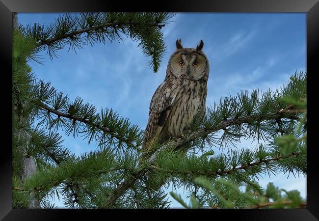 Long Eared Owl, perched in conifer tree Framed Print by Russell Finney