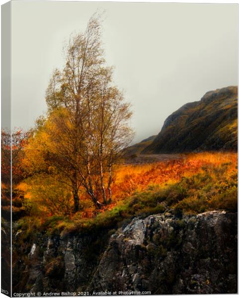 Trees of Glencoe Canvas Print by Andrew Bishop