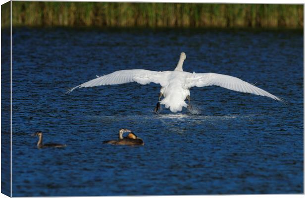 Mute Swan landing on water Canvas Print by Russell Finney