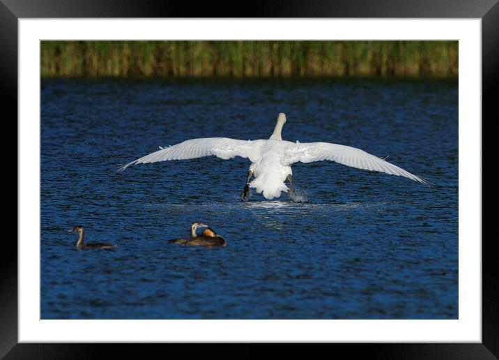 Mute Swan landing on water Framed Mounted Print by Russell Finney