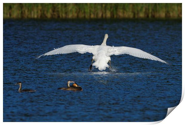 Mute Swan landing on water Print by Russell Finney