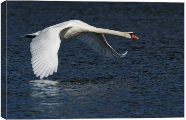 Mute Swan flying over water Canvas Print by Russell Finney