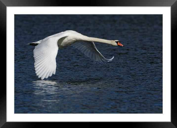 Mute Swan flying over water Framed Mounted Print by Russell Finney