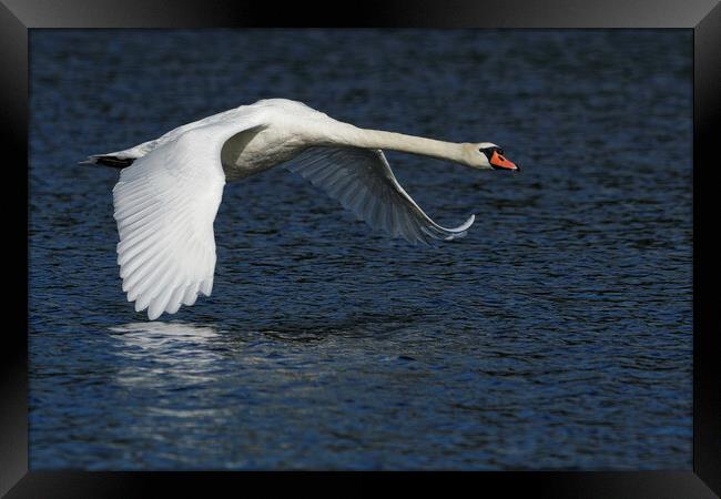 Mute Swan flying over water Framed Print by Russell Finney