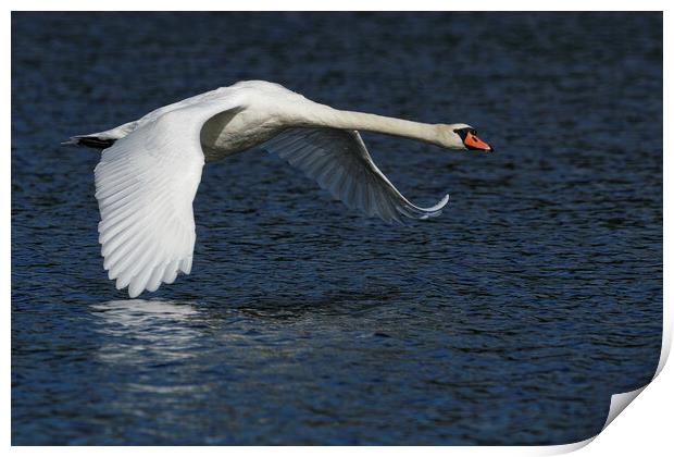 Mute Swan flying over water Print by Russell Finney