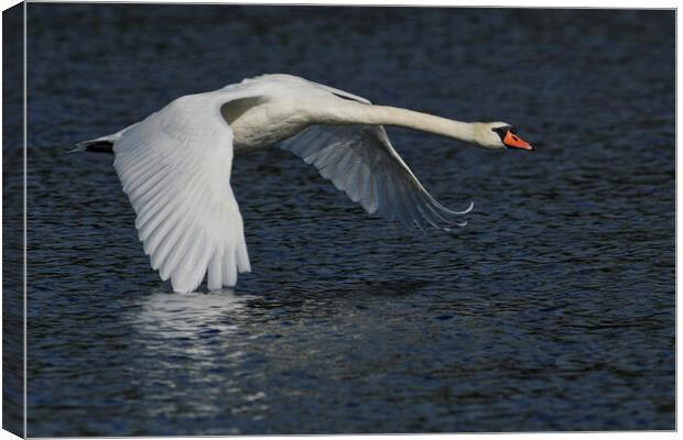 Mute Swan flying over water Canvas Print by Russell Finney