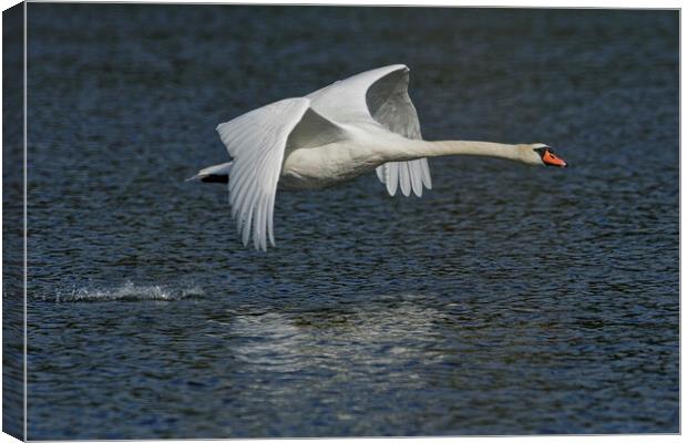Mute Swan flying over water Canvas Print by Russell Finney