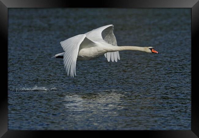 Mute Swan flying over water Framed Print by Russell Finney