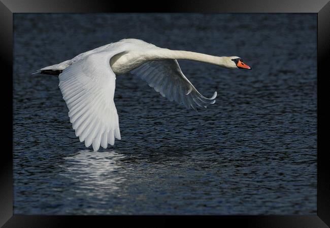 Mute Swan flying over water Framed Print by Russell Finney