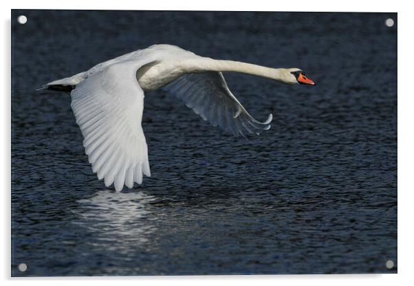 Mute Swan flying over water Acrylic by Russell Finney