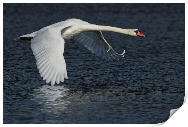 Mute Swan flying over water Print by Russell Finney