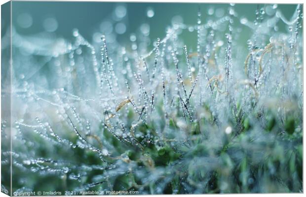 Abstract Dew Drops on Ornamental Grass Canvas Print by Imladris 