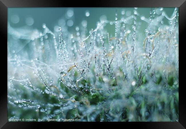 Abstract Dew Drops on Ornamental Grass Framed Print by Imladris 