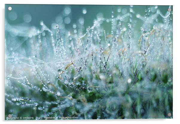 Abstract Dew Drops on Ornamental Grass Acrylic by Imladris 