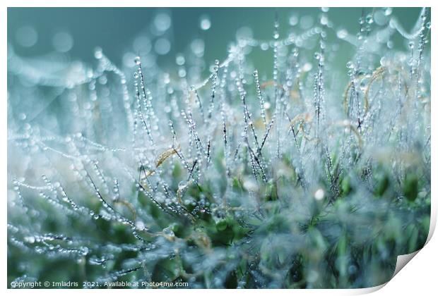 Abstract Dew Drops on Ornamental Grass Print by Imladris 