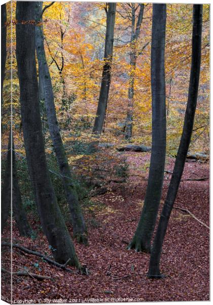 Young Beech tree trunks in a woodland setting, Burnham Beeches, UK Canvas Print by Joy Walker