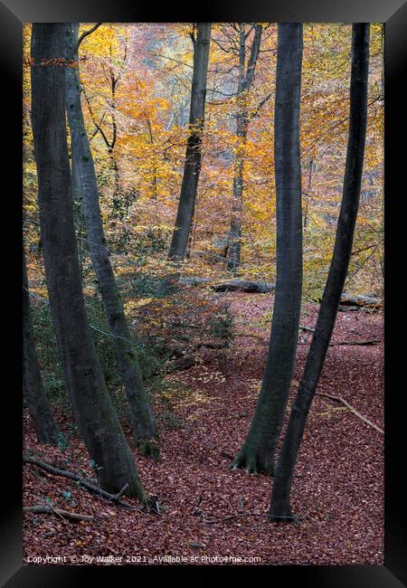 Young Beech tree trunks in a woodland setting, Burnham Beeches, UK Framed Print by Joy Walker