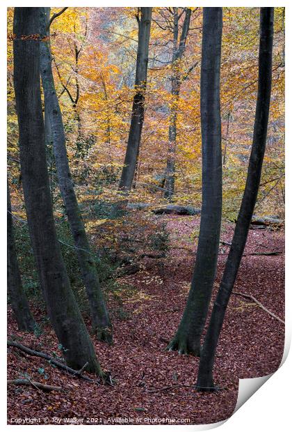 Young Beech tree trunks in a woodland setting, Burnham Beeches, UK Print by Joy Walker