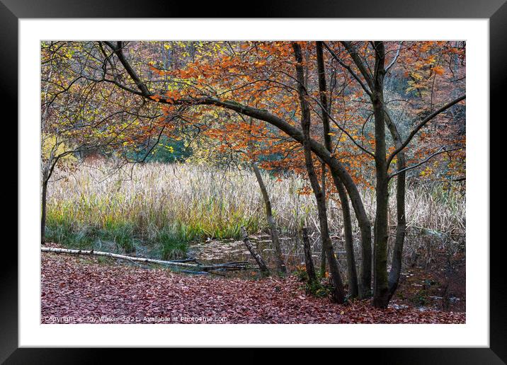 Woodland scene with reeds in the background, Burnh Framed Mounted Print by Joy Walker
