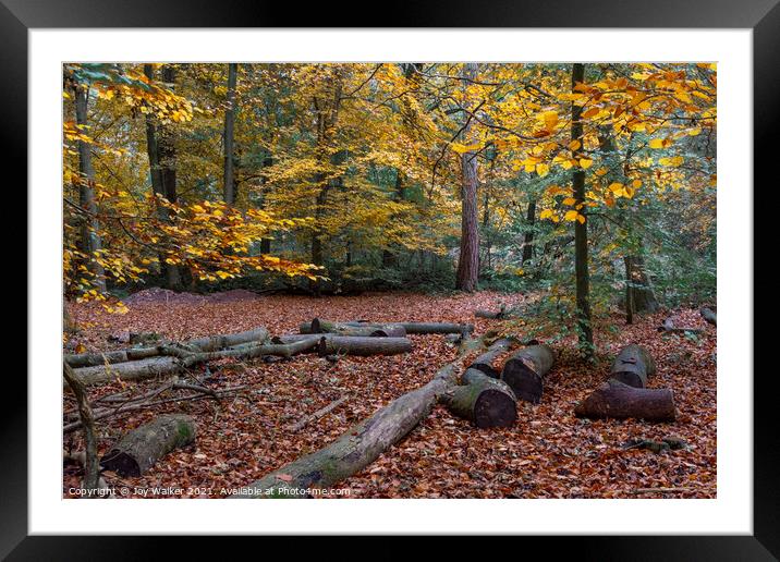 Beech woodland, Burnham woods, Buckinghamshire, UK Framed Mounted Print by Joy Walker