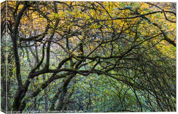 A tangled group of arching branches Canvas Print by Joy Walker