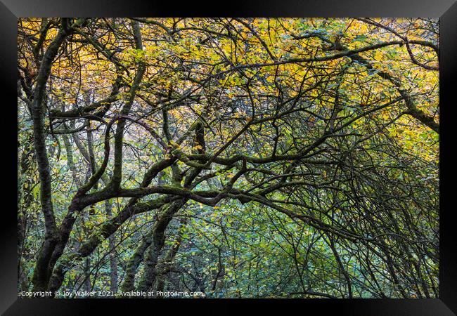 A tangled group of arching branches Framed Print by Joy Walker