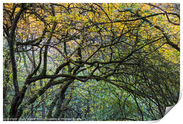 A tangled group of arching branches Print by Joy Walker