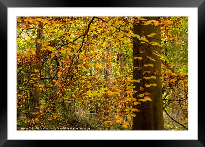 Orange and yellow Autumn leaves Framed Mounted Print by Joy Walker