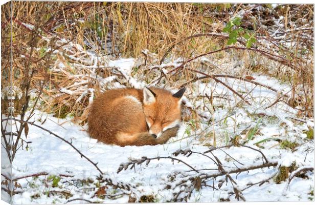 Red Fox asleep in the snow  Canvas Print by Russell Finney