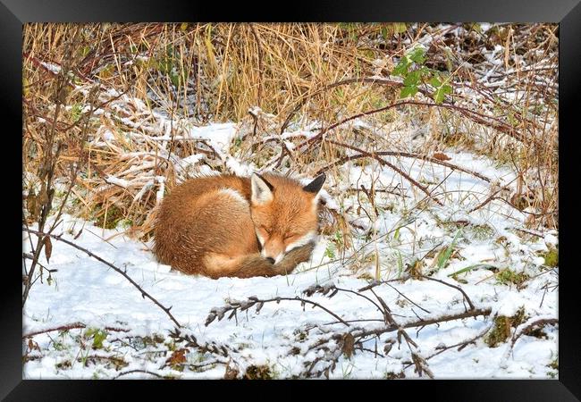 Red Fox asleep in the snow  Framed Print by Russell Finney