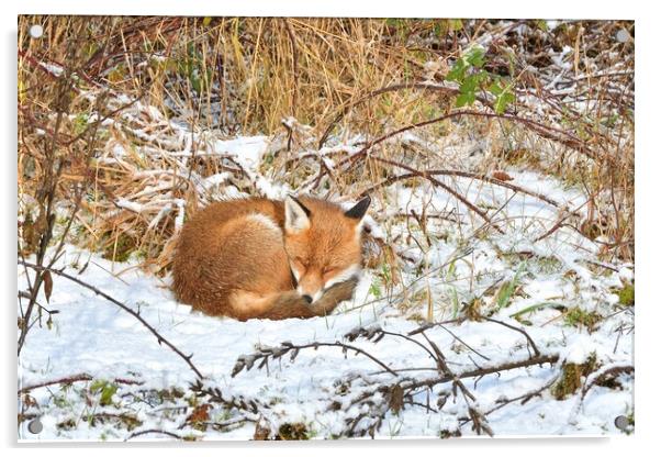 Red Fox asleep in the snow  Acrylic by Russell Finney
