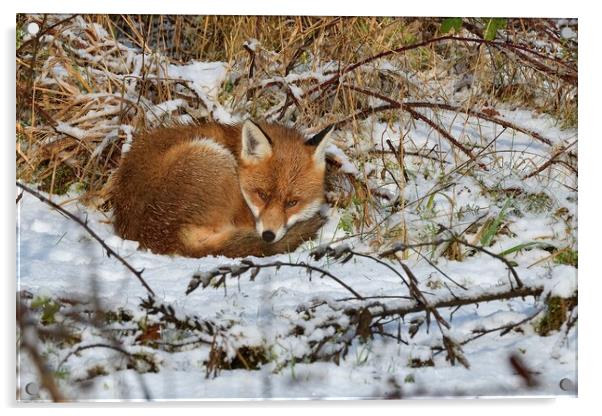 Red Fox resting in the snow  Acrylic by Russell Finney