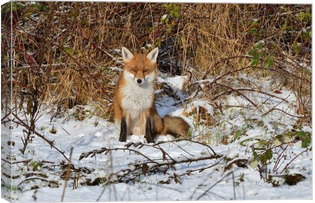 Red Fox resting in the snow  Canvas Print by Russell Finney