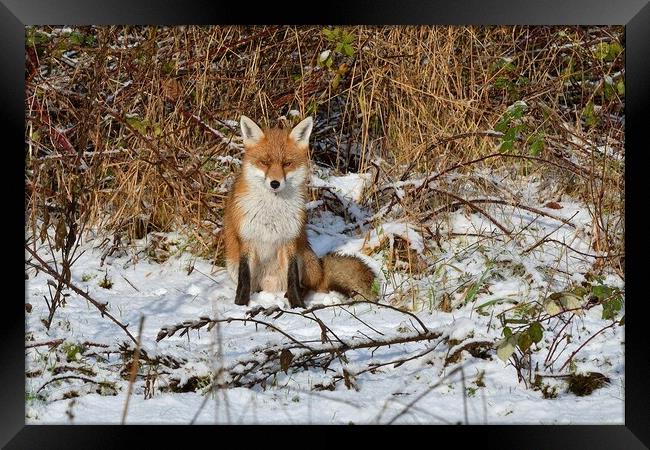 Red Fox resting in the snow  Framed Print by Russell Finney