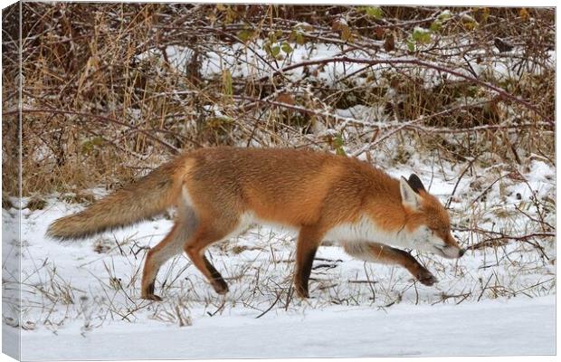A fox walking through the snow Canvas Print by Russell Finney