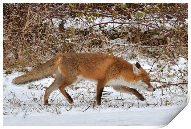 A fox walking through the snow Print by Russell Finney