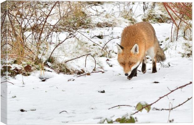 Red Fox prowling in the snow Canvas Print by Russell Finney