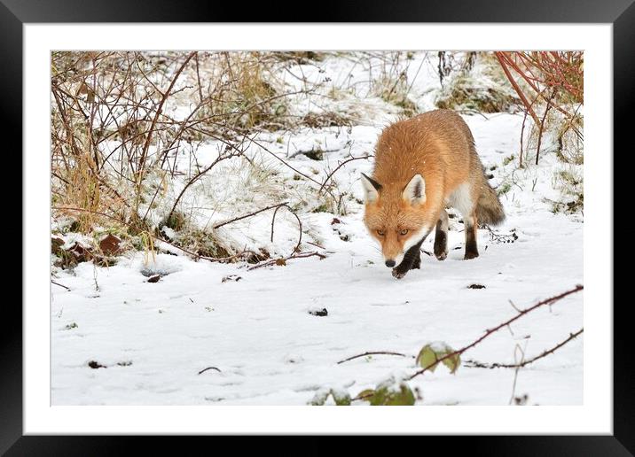 Red Fox prowling in the snow Framed Mounted Print by Russell Finney