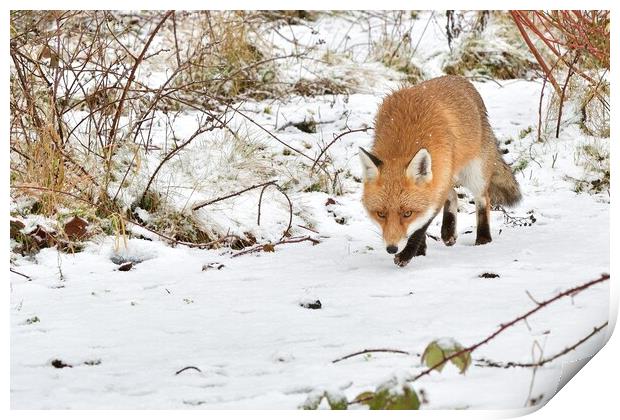 Red Fox prowling in the snow Print by Russell Finney