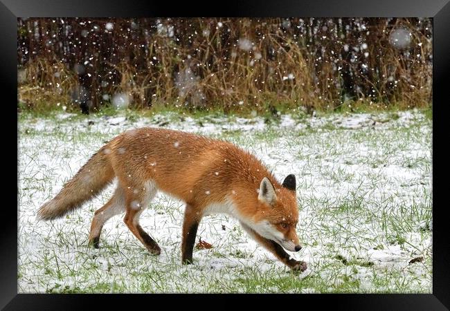 Red Fox prowling in the snow Framed Print by Russell Finney