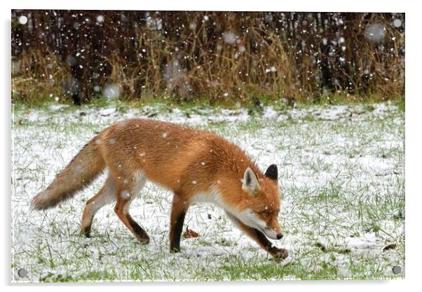 Red Fox prowling in the snow Acrylic by Russell Finney