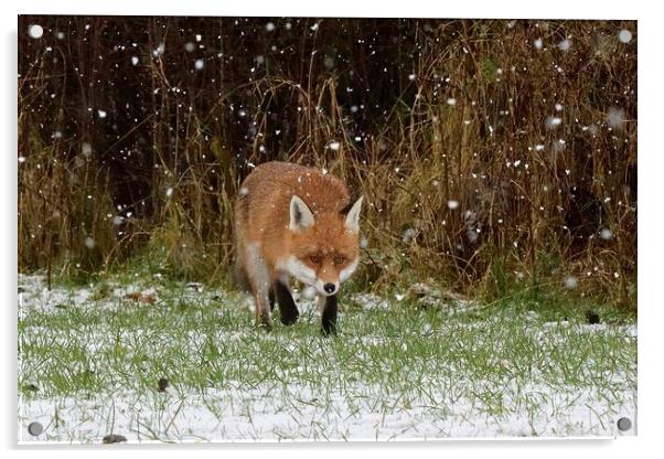 A fox walking through the snow Acrylic by Russell Finney