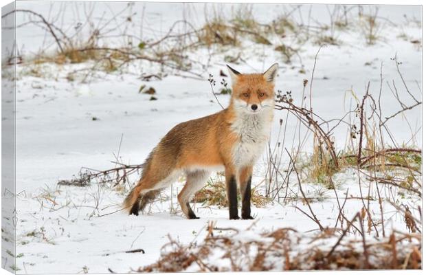 A fox in the snow Canvas Print by Russell Finney