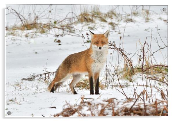A fox in the snow Acrylic by Russell Finney