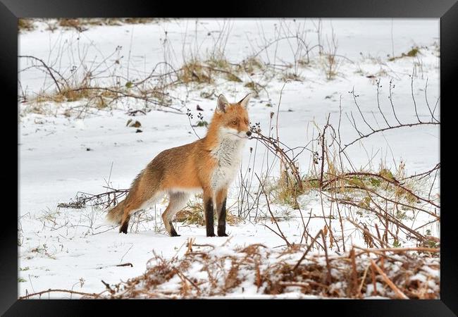 A fox in the snow Framed Print by Russell Finney
