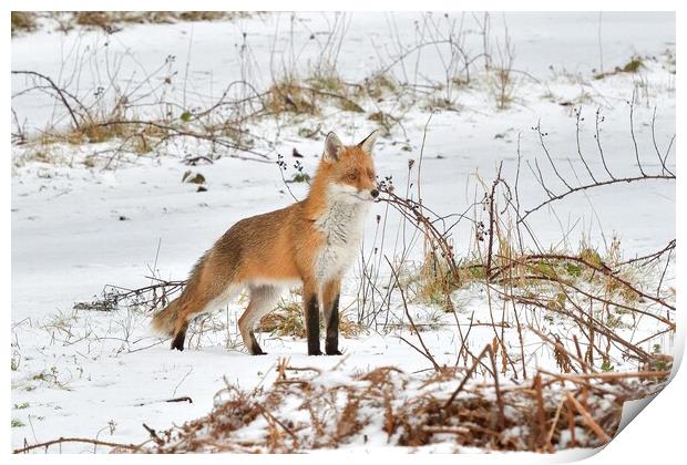 A fox in the snow Print by Russell Finney